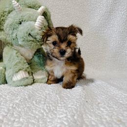 'Dopey' - Tan male Morkie puppy in Durand, Wisconsin from Larson’s Legacy Aussome Aussie Kennels