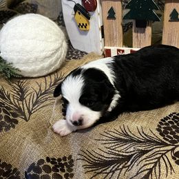 Little girl - Black tri female Toy Australian Shepherd puppy in Mineral Wells, Texas from BMNM2 Toy Aussies