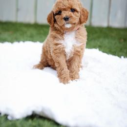 Magenta - Red  female Goldendoodle puppy in Boise, Idaho from Goldendoodle Baby