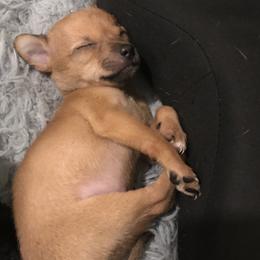 Chihuahua puppies from Sun Valley Chihuahuas & Malinois
