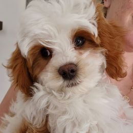 Lower price Thunder Lightning Boy - Blenheim male Cavapoo puppy in Lehi, Utah from Ellas.Pups (Cavapoo)