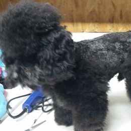 Poodles from Rhonda Needham's Poodles