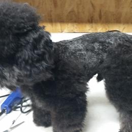 Poodles from Rhonda Needham's Poodles