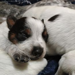 Australian Cattle Dog Puppies from Kurczak Farm LLC