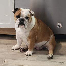Marilyn - Bulldog