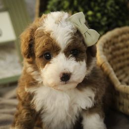 Ramona - Red  female Poodle puppy in Etna Green, Indiana from Perfect Match Poodles