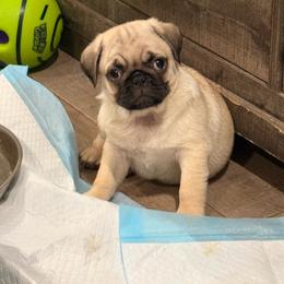 Yoshi - Fawn male Pug puppy in Chula Vista, California from House of Pugs and French BullDogs