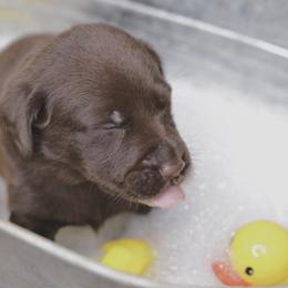 Labrador Retriever Puppies from AGL Retrievers