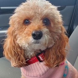 Junebug - Cavachon