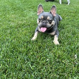 Mauri - French Bulldog