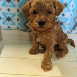 Aussiedoodle, Australian Shepherd, Bernedoodle, Cockapoo, and Poodle Puppies from Sis' Doodles & Poodles