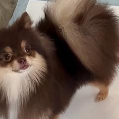 Pomeranians from Exotic Poms