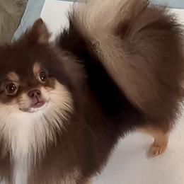 Pomeranians from Exotic Poms