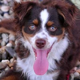 Poncho - Toy Australian Shepherd