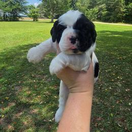 Storm - Black and white male Cocker Spaniel puppy in Florence, South Carolina from Reddick's American Cocker Spaniels