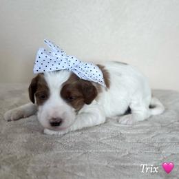 Trix - Parti female Goldendoodle puppy in Crothersville, Indiana from Wischmeier’s Doodles