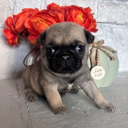 Green collar - Fawn male Pug puppy in Tucson, Arizona from Furever Friends