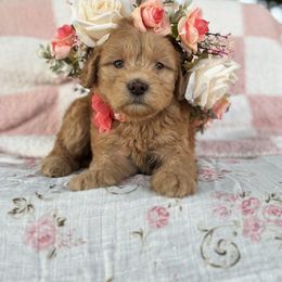 Marigold - Red female Whoodle puppy in Rising Sun, Indiana from Ruby Lane Doodles