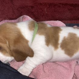 Basset Hound Puppies from Mockingbird Hollow Bassets