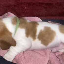 Basset Hound Puppies from Mockingbird Hollow Bassets