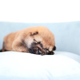 Fez -FULL AKC REGISTRATION- - Red male Shiba Inu puppy in Neosho, Missouri from Kenny Cave K9s