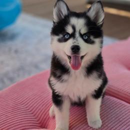 Girl 2 - Black and white female Pomsky puppy in Princeton, Minnesota from Bluebird House of Pomsky