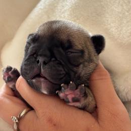 Roman - Fawn male French Bulldog puppy in Pittsburgh, Pennsylvania from Muddy Creek Frenchies