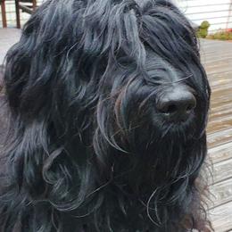 Nova - Bergamasco Sheepdog