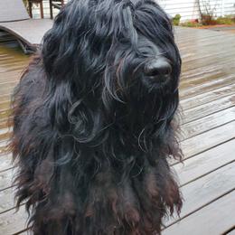 Nova - Bergamasco Sheepdog