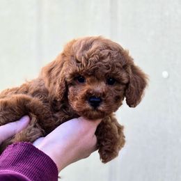 Chewbacca - Red male Cavapoo puppy in Newdale, Idaho from Canyon Creek Puppies