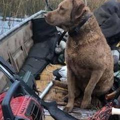 Chesapeake Bay Retrievers from Dead Stream Kennel