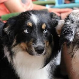 Miniature Australian Shepherd Puppies from KJs Rockin Aussies