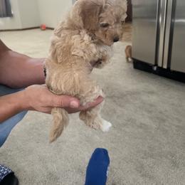 Poodle Puppies from ItalianToyPoodles