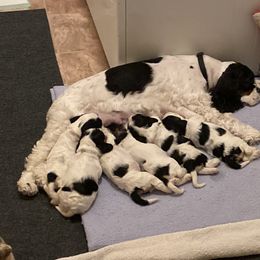 Cocker Spaniels from Scott & Lada’s Pups
