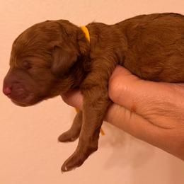 Goldie - Red  female Goldendoodle puppy in Covington, Louisiana from MyKy Puppies