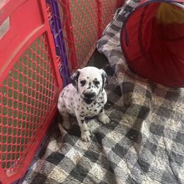 Regular Spots - White and black male Dalmatian puppy in Williamsburg, Ohio from Dewey’s Dals