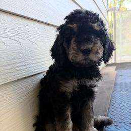 Black - Tri-color male Labradoodle puppy in Shingle Springs, California from California Double Doodles