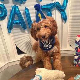 Goldendoodle Puppies from Furever Doodle