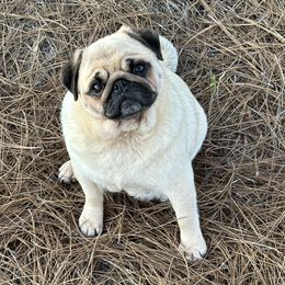 Aria - Pug