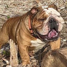 Bulldogs from Happy Place Kennels