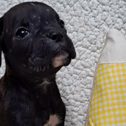 Pink - Brindle Boxer puppy in Franklin, Georgia from Lakeside Kennels of Franklin