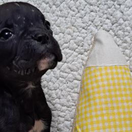 Pink - Brindle Boxer puppy in Franklin, Georgia from Lakeside Kennels of Franklin