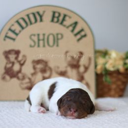 Yogi - Brown and white male Aussiedoodle puppy in Provo, Utah from Sage & Paws Puppy co.