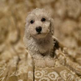 Jag - Cream male Cockapoo puppy in West Point, Mississippi from Golden Paws