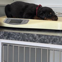 Maroon Collar - Black and rust male Beauceron puppy in Floyd’s Knobs, Indiana from Birdwing Beaucerons