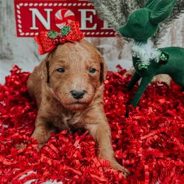Female 3 - Red  female Goldendoodle puppy in Otisville, Michigan from Danie’s Darling Doodles LLC
