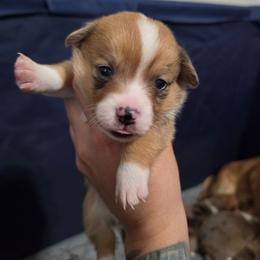 Girl 1 - Sable merle and white female American Corgi puppy in Tallahassee, Florida from Koko's Korgis