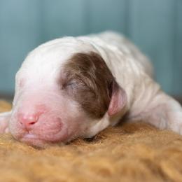Orange - Brown and white male Sheepadoodle puppy in Youngstown, Florida from Wonderland’s Boujie Kennels