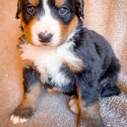 Bernedoodle, Bernese Mountain Dog, and Siberian Husky Puppies from Timberline Paws
