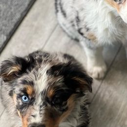 Australian Shepherd Puppies from Far Out Aussies